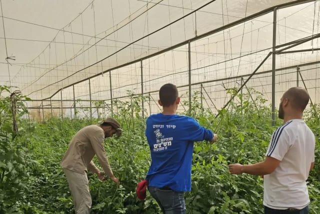  Dozens of Bedouin students volunteer in agriculture in the Gaza Envelope. (photo credit: Courtesy of the students )