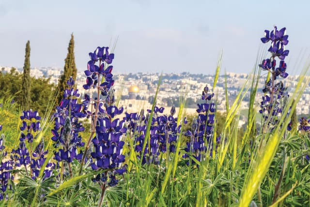  Picturesque Lupine Hill in Jerusalem's Armon Hanatziv neighborhood is adorned with thousands of vibrant purple flowers. (photo credit: MARC ISRAEL SELLEM/THE JERUSALEM POST)