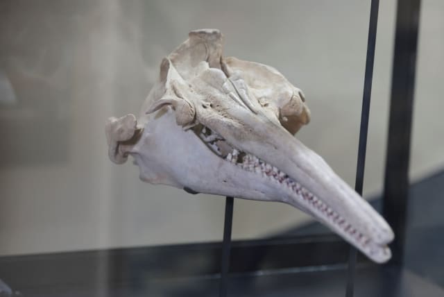 A fossil of the skull of the largest dolphin in history that inhabited the Peruvian Amazon 16 million years ago and was discovered in an expedition sponsored by the National Geographic Society is exhibited at the Museum of Natural History in Lima, Peru, March 20, 2024. (photo credit: SEBASTIAN CASTANEDA/REUTERS)