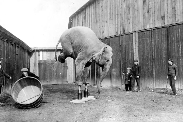  Fantasy in the Circus: A circus elephant balances on its front legs, 1920. (photo credit: GENERAL PHOTOGRAPHIC AGENCY/GETTY IMAGES)