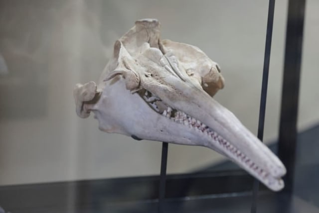  Un fósil del cráneo del delfín más grande de la historia que habitó la Amazonía peruana hace 16 millones de años y que fue descubierto en una expedición patrocinada por la National Geographic Society se exhibe en el Museo de Historia Natural de Lima, Perú, el 20 de marzo de 2024. (photo credit: SEBASTIAN CASTANEDA/REUTERS)