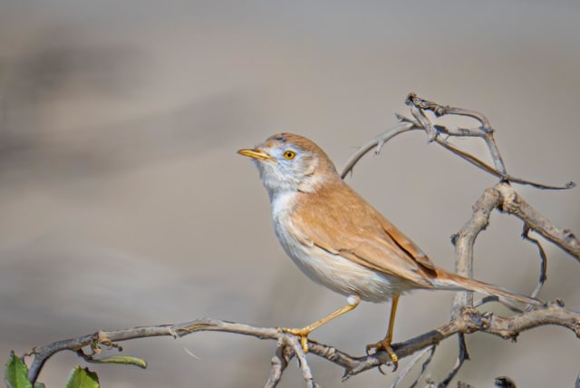 An African desert warbler, spotted in Haifa, March 23, 2024. (photo credit: URIEL LEVY)