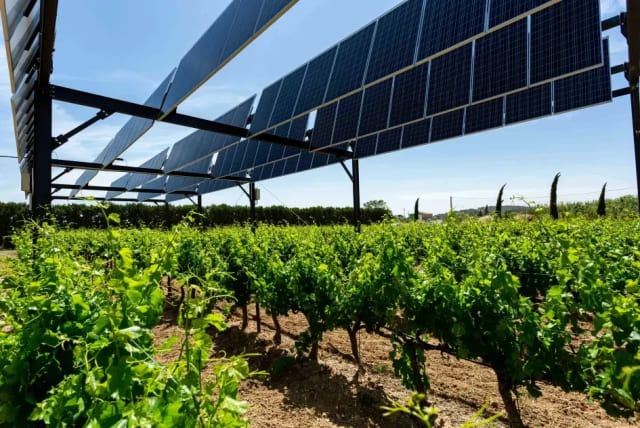  Agrovoltaic facility in the wine grape vineyard (photo credit: Sun Agri)