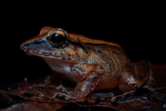  The leaf litter frog (Haddadus binotatus) emits a distress call at frequencies that humans cannot hear but predators can. (photo credit: HENRIQUE NOGUEIRA)
