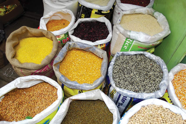  The ‘kitniyot’ designation refers to legumes but now covers a wide range of foodstuffs such as peas, sunflower seeds, rice, and corn. (photo credit: Wikimedia Commons)