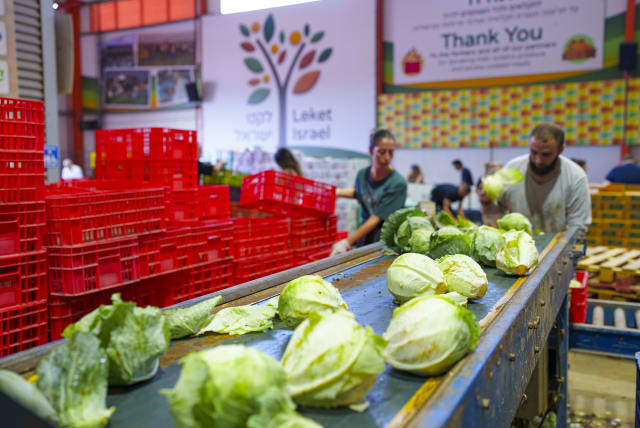  Israelis sorting food and produce with Leket Israel.  (photo credit: AMIR YAKOBY)