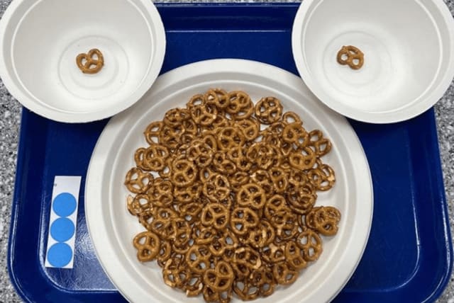  Los investigadores descubrieron que el tamaño de los pretzels influye en el ritmo de ingesta del consumidor, ya que los tamaños más pequeños llevan a una velocidad de ingesta más lenta y a bocados más pequeños. (photo credit: Madeline Harper/Penn State)