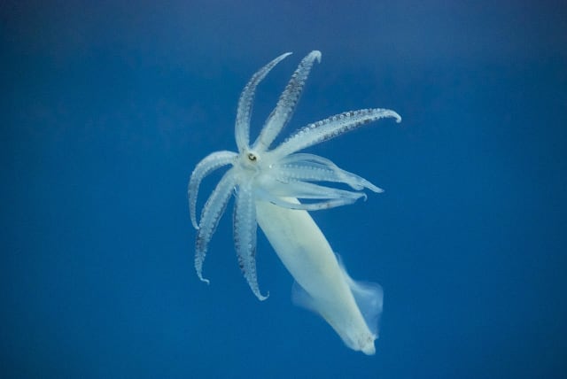  An illustrative photo of a squid.