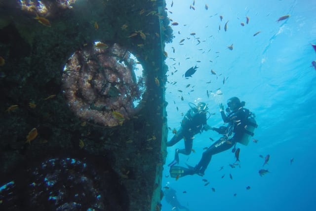  DIVING THE artificial reef. (photo credit: Dr. Jenny Tynyakov)