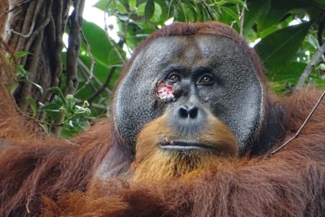  Rakus with his wound, two days before he was observed applying a poultice of medicinal leaves.  (photo credit: Armas)