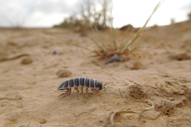  Isopods eat soil crust. Uploaded on 8/5/2024 (photo credit: Moshe Zaguri)