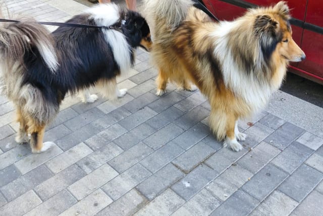  TWO COLLIES – among the neighborhood’s 900 – out and about.  (photo credit: JUDY SIEGEL-ITZKOVICH)