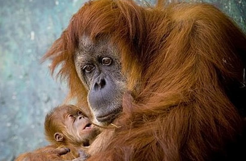 Orangutan 465 for photo gallery