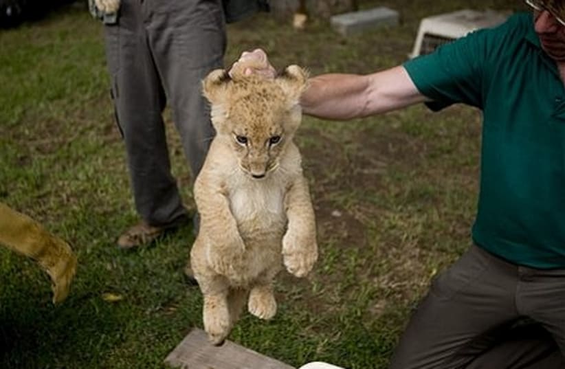 Lion cub 1 465 for photo gallery