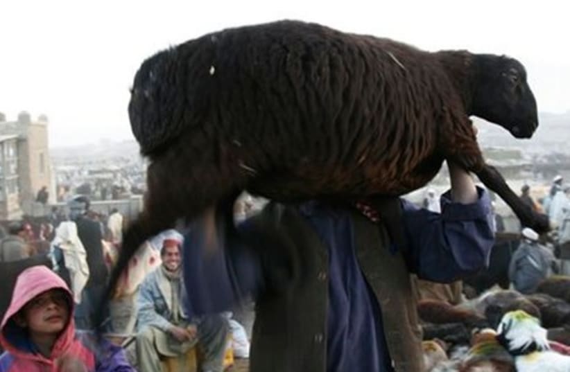 galler_ eid al adha Afghan sheep