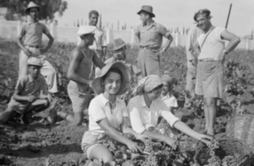 Grape picking in Rishon Lezion