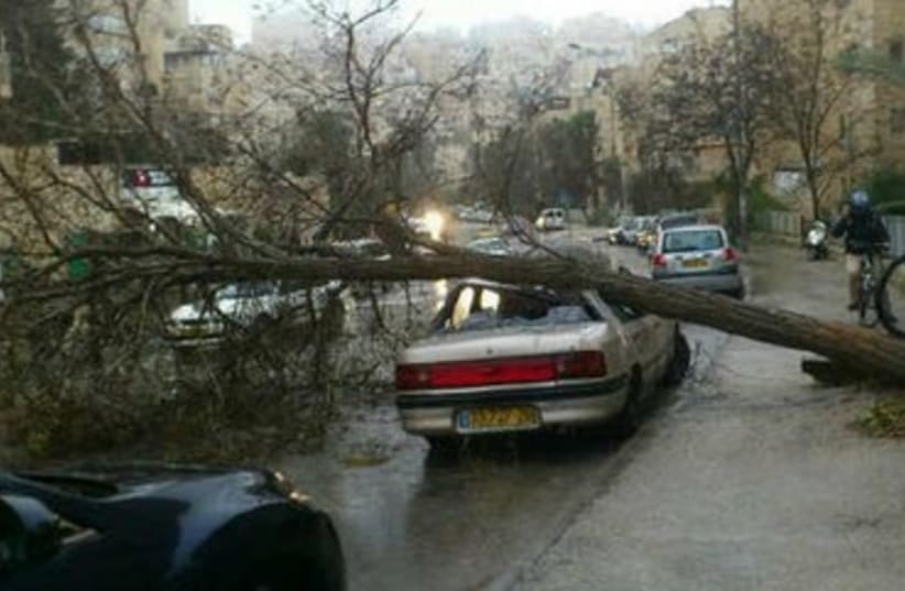 Fallen trees in Jerusalem following high winds