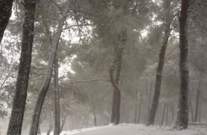 Snow-covered trees in the Safed area 390