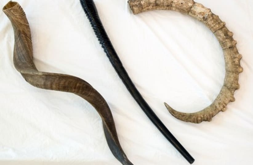 Shofars crafted from different animal horns