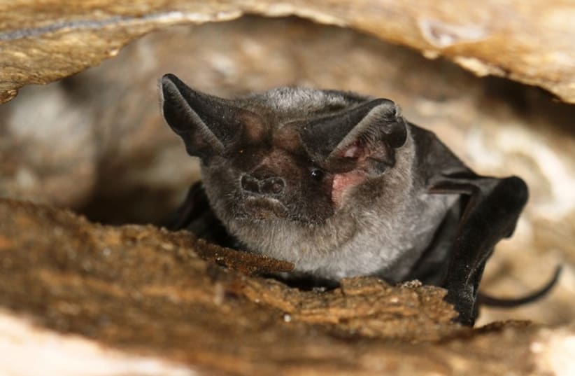 Israel bat colonies