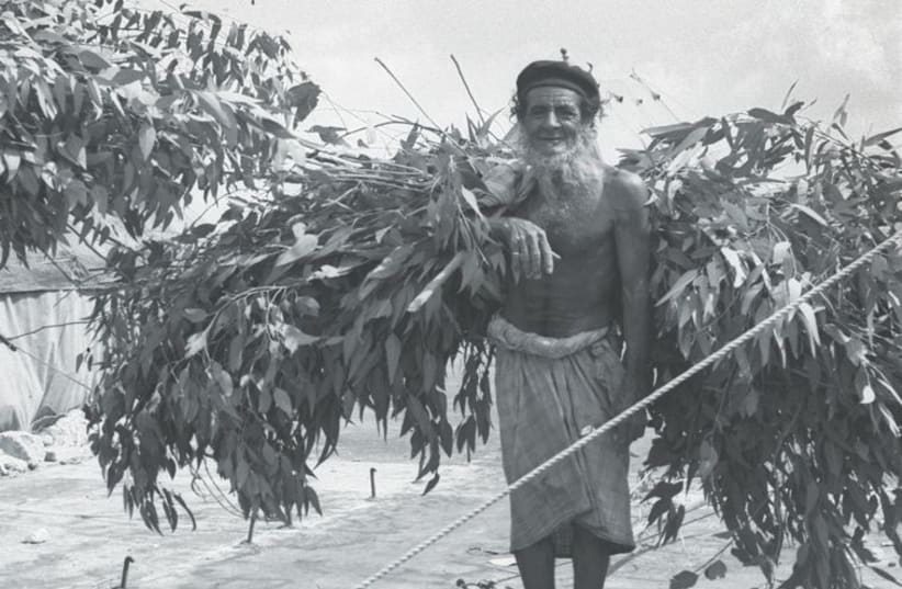 A man and a woman bring branches of a Eucalyptus tree to build a succa in 1950 at Kibbutz Ein Shemer.